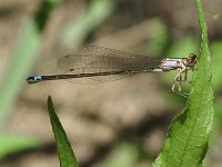 Pacific Forktail - female - Santa Cruz County, AZ - 8/23/06