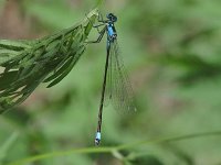 Pacific Forktail - female - Santa Cruz County, AZ - 8/23/06