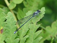 Powdered Dancer - male - Hamilton County, NY - 08/06/04