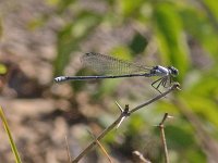 Powdered Dancer - male - Saratoga County, NY - 07/25/05