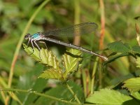 Powdered Dancer - female - Saratoga County, NY - 07/25/05