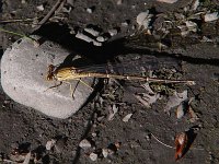 Powdered Dancer - female - Saratoga County, NY - 07/06/04