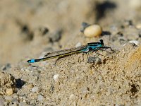Rambur's Forktail - Cape May County, NJ - 09/18/13