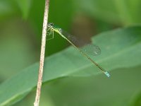 Sedge Sprite - male - Saratoga County, NY - 06/04/06