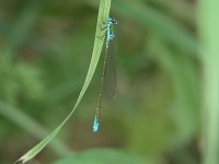 Sedge Sprite - male - Saratoga County, NY - 06/04/06