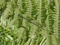 Sedge Sprite - female - Hamilton County, NY - 0703/05