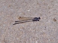 Sooty Dancer - Cochise County, AZ - 08/27/06