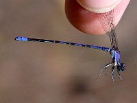 Springwater Dancer - Cochise County, AZ - 08/27/06