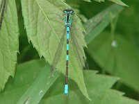Taiga Bluet -  Saratoga County, NY - 06/4/06