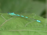 Taiga Bluet -  Saratoga County, NY - 06/4/06