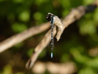 Tule Bluet - male - Saratoga County, NY  - 07/09/05