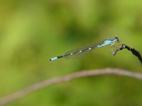 Tule Bluet - male - Saratoga County, NY  - 07/09/05