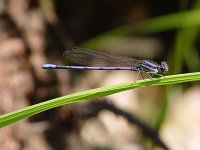 Variable Dancer - male - Rensselaer County, NY - 07/16/06
