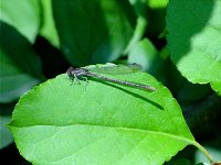 Variable Dancer - female - Albany County, NY - 08/13/03