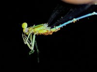 male - handheld - Hartford County, CT - 06/11/10