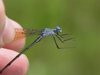 Amber-Winged Spreadwing - male - hand held - Albany County, NY - 07/03/06