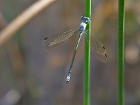 Amber-Winged Spreadwing - male - Albany County, NY - 07/03/06