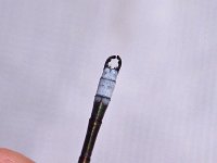 Amber-Winged Spreadwing