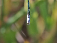 Lyre-Tipped Spreadwing