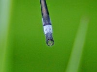 Sweetflag Spreadwing