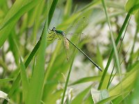 Elegant Spreadwing  -male - Saratoga County, NY - 06/08/04