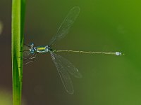 Elegant Spreadwing  -male - Saratoga County, NY - 07/05/14