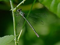Emerald Spreadwing - female -  Saratoga County, NY - 07/05/14