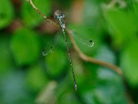 Slender Spreadwing - male -  Saratoga County, NY - 07/08/14