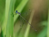 Slender Spreadwing - male -  Saratoga County, NY - 08/09/14