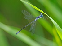 Southern Spreadwing - Saratoga County, NY - 08/03/14
