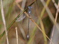 Spotted Spreadwing - male -  Essex County, NY - 09/23/07