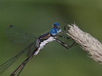 Spotted Spreadwing - male -  Saratoga County, NY - 08/24/14