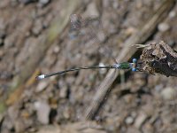 Swamp Spreadwing - male - Albany County, NY - 07/17/07