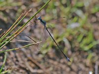 Swamp Spreadwing - male - Albany County, NY - 07/17/07