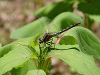 Dusky Clubtail - female -  Saratoga County, NY - 05/30/04