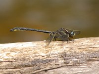 Harpoon Clubtail - male - Saratoga County, NY - 06/2/07