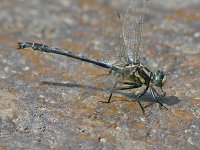 Harpoon Clubtail - male - Saratoga County, NY - 06/2/07