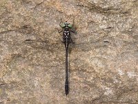 Least Clubtail -male - Hamilton County, NY - 07/08/06