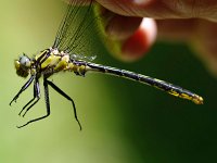 Lilypad Clubtail - male - handheld Saratoga County, NY - 05/30/09