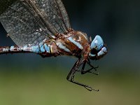 Blue-Eyed Darner - male - hand held - Santa Cruz County, AZ - 08/23/06