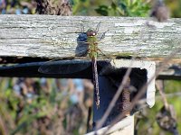 Green Darner - female - Saratoga County, NY - 10/08/03