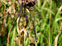 Green Darner - male - Saratoga County, NY - 8/27/03