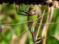 Green Darner - male - Saratoga County, NY - 8/27/03