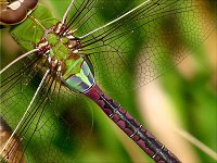Green Darner - male - Saratoga County, NY - 8/27/03