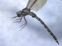 Ocellated Darner - male - hand held - Hamilton County, NY - 09/4/04