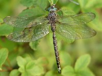 Ocellated Darner - male - posed - Hamilton County, NY - 09/4/04