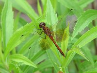 Band-Winged Meadowhawk -  Hamilton County, NY - 08/16/04