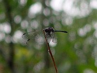 Black Setwing - Pima County, AZ - 08/22/06