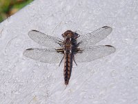 Blue Corporal - Brigantine Nat. Wildlife Refg., NJ - 05/1/05