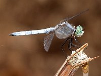 Blue Dasher - male - Pima County, AZ - 08/22/06